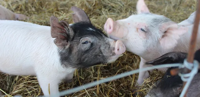 Baby Animals Bloomsbury Farm Atkins Ia Baby Animals Bloomsbury Farm Atkins Ia