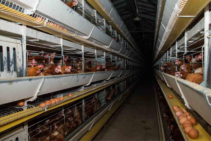 Kafes tavukçuluğu, endüstriyel hayvancılık uygulamaları arasında hayvanlara en çok eziyet eden yetiştirme yöntemi.Tavuklar, ülkemizde yetiştirilen tüm kara hayvanlarının yüzde 95’ini oluşturuyor.