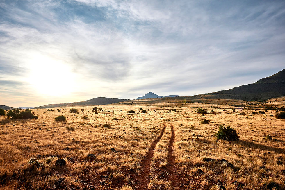 African savanna landscape with a dirt track through golden dry grass under a cloudy sky