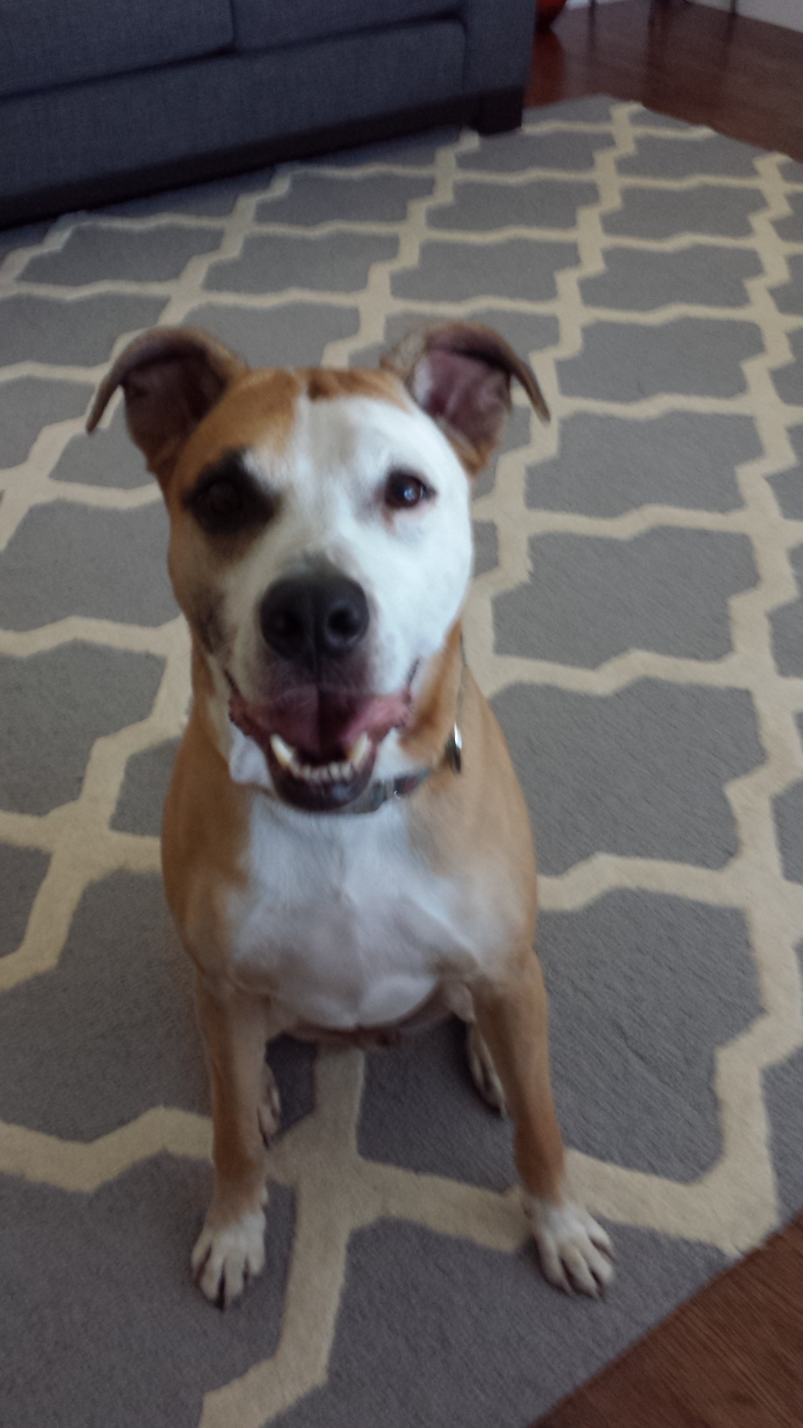 Mr. Cappers' Happy Pets