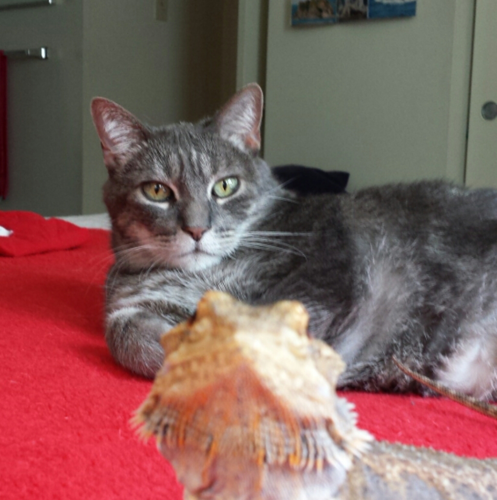 Mr. Cappers' Happy Pets