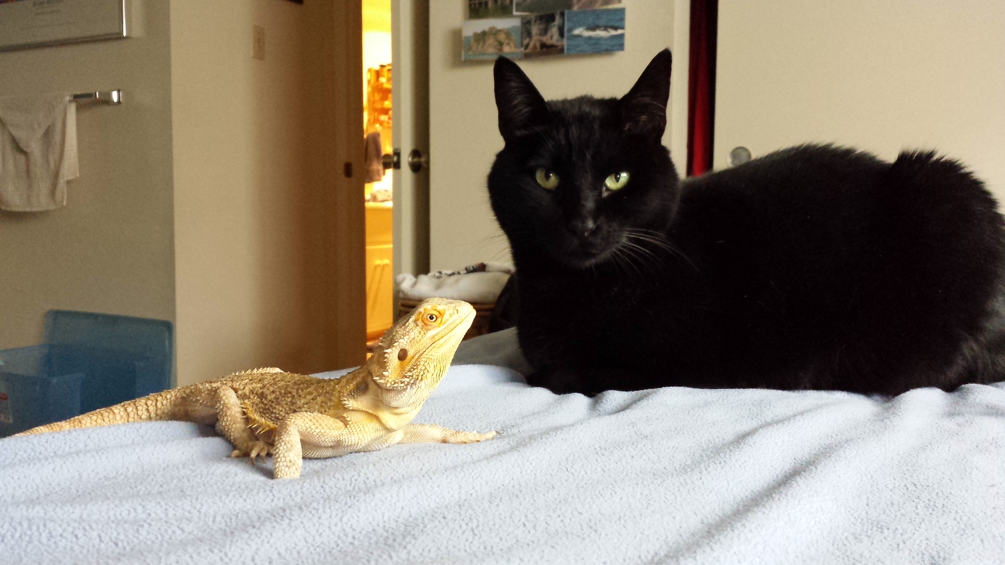 Mr. Cappers' Happy Pets