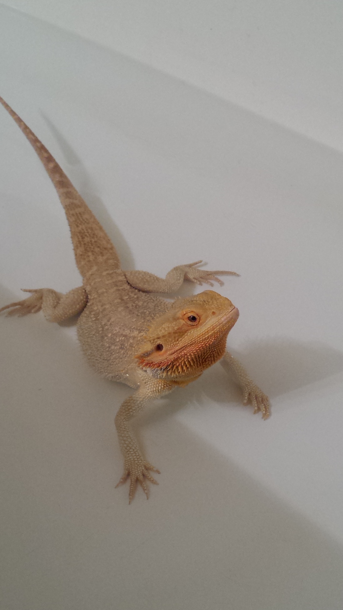 Mr. Cappers' Happy Pets