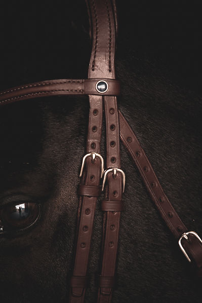 LETERIM BRIDLE ON TRIXIE-8.jpg