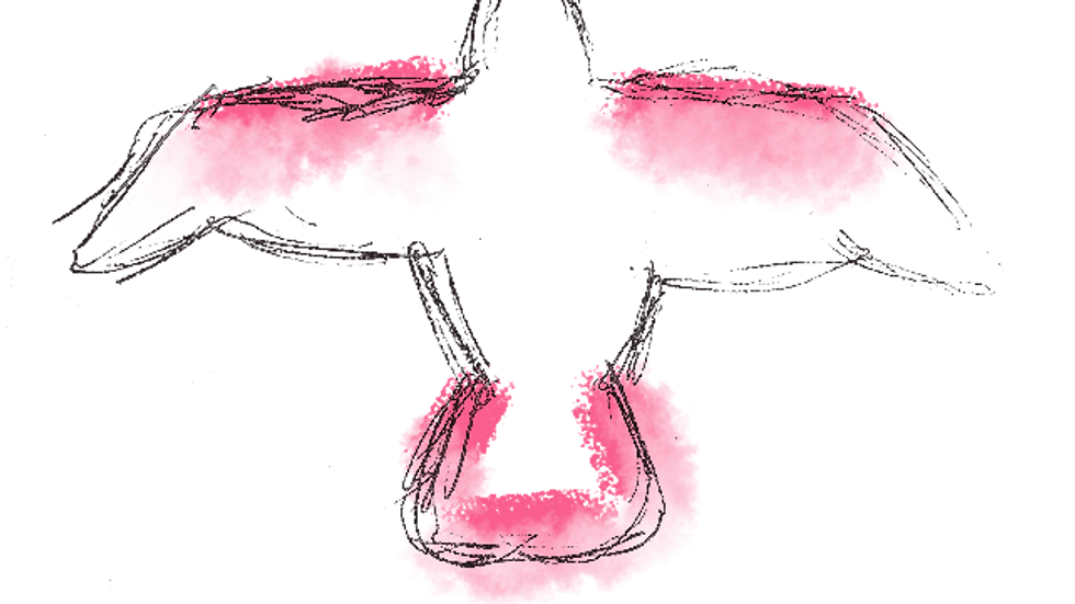 Abstract sketch of a bird in flight, outlined with thin black lines. Bright pink patches highlight the wings and tail on a transparent background.