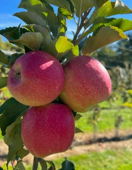Thumbnail: Cripps Pink Lady®