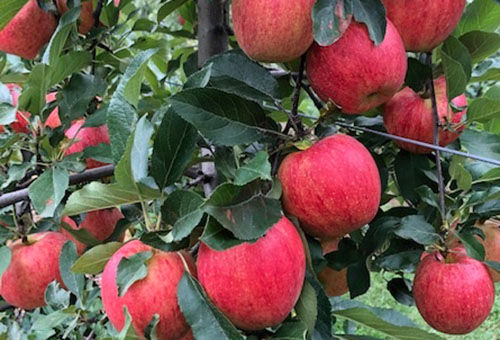 Thumbnail: Grand Gala (Grade B)