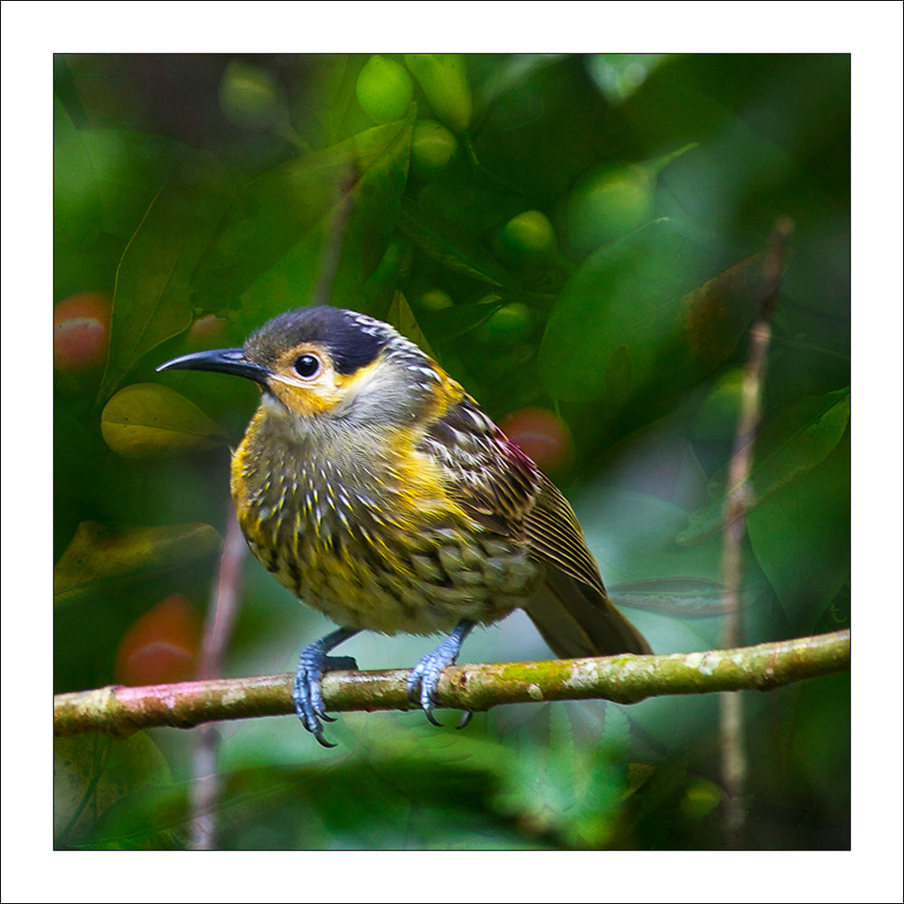 fp220. Macleay's Honey Eater