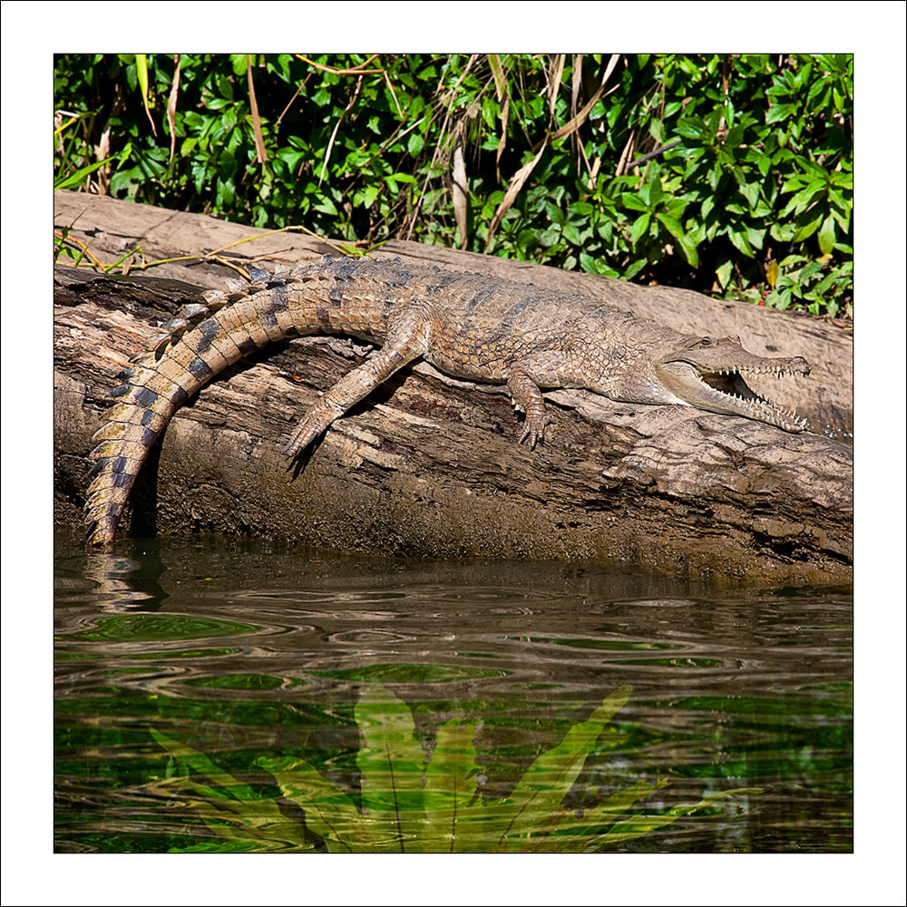 fp210. Freshwater Crocodile