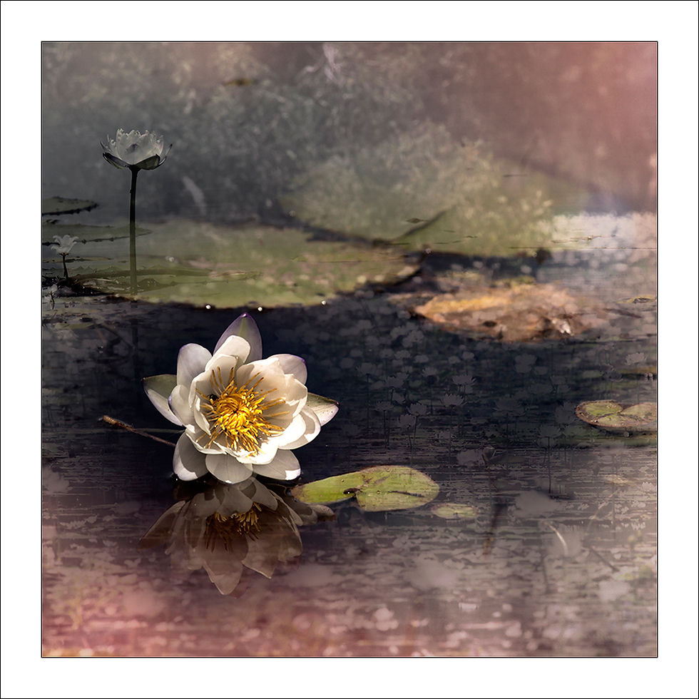 sepia colour dreamlike scene of lotus flower with lillypads