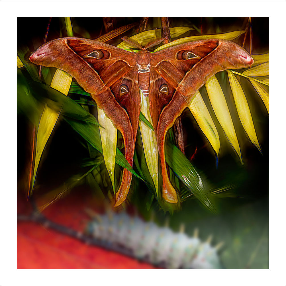 fp349. Herculeles Moth (male)