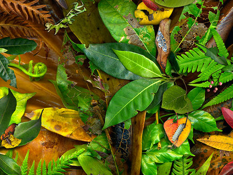 Leaflings! The more you look, the more you see