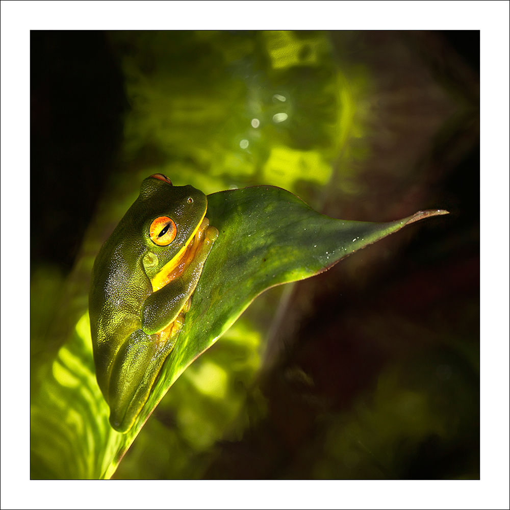 fp308. Bromeliad frog (camo)
