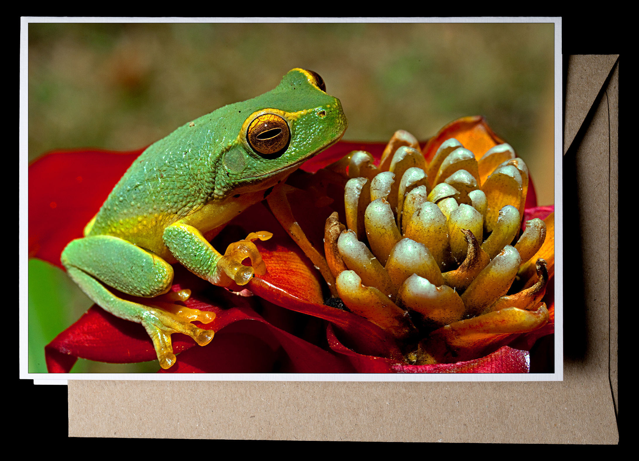 nf178. Greenfrog Brom