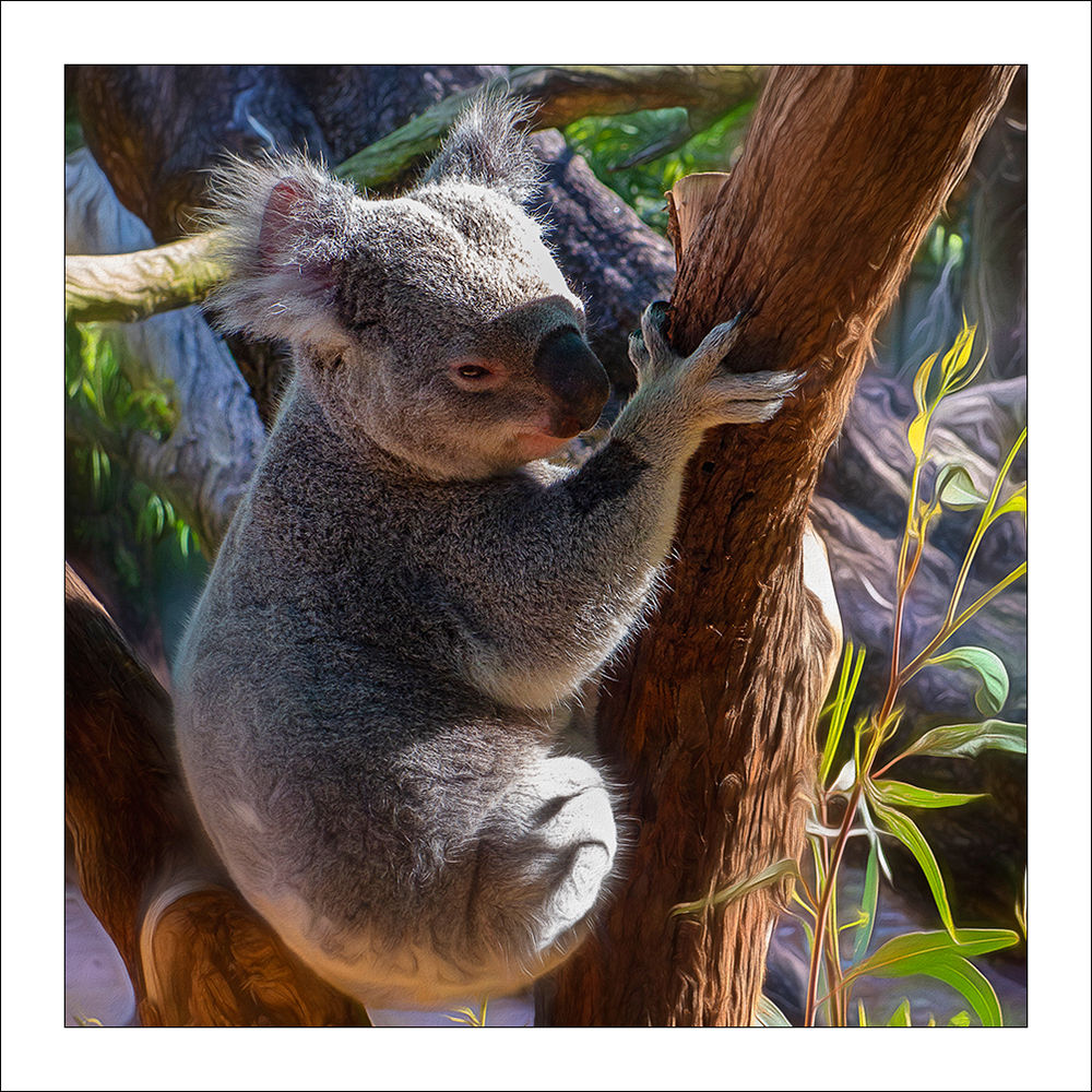 fp143. Koala