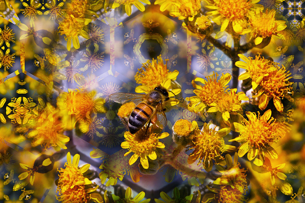 Bee