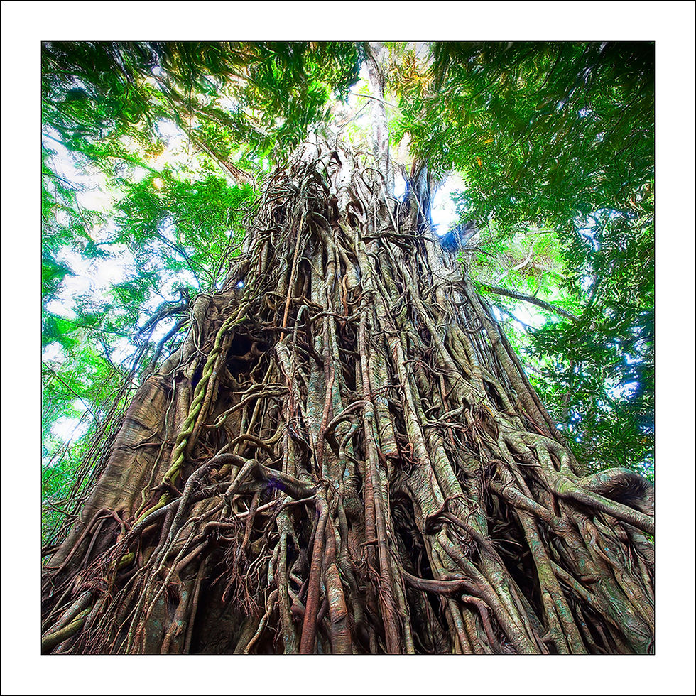 Thumbnail: Forest scene - Daintree