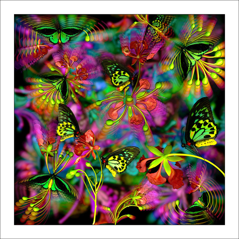 fp19. Birdwing Poincianna