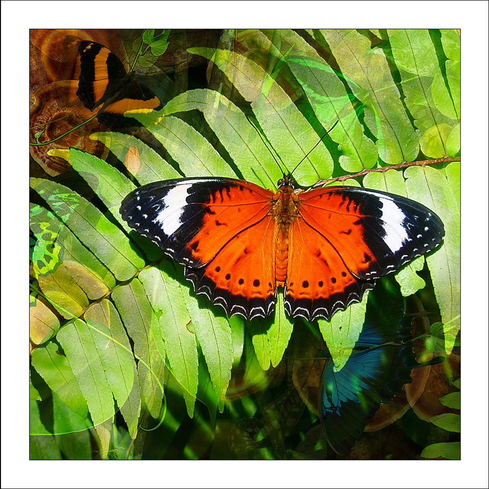 fp172. Orange Lacewing