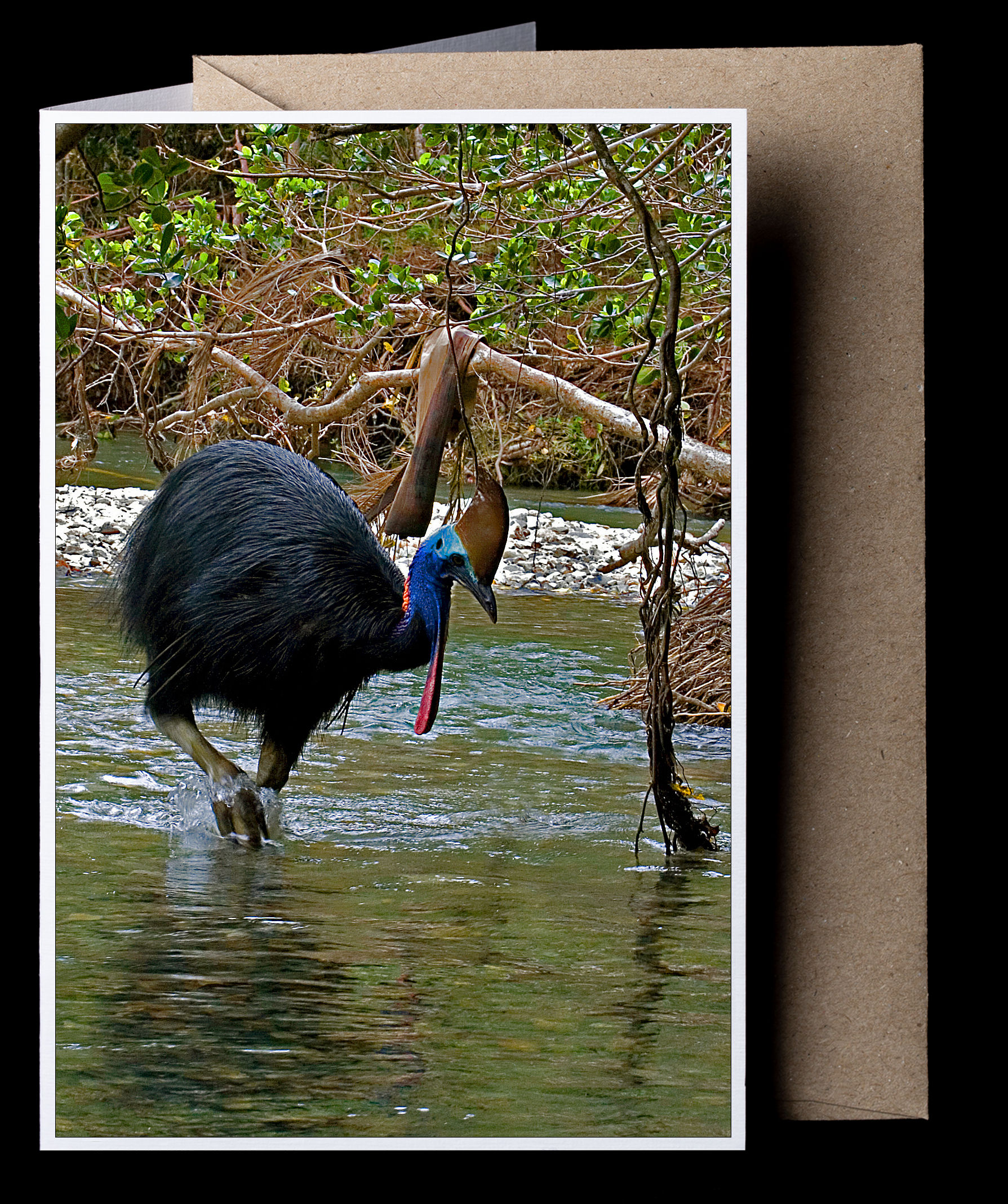 nf137a. Cassowary (creek)