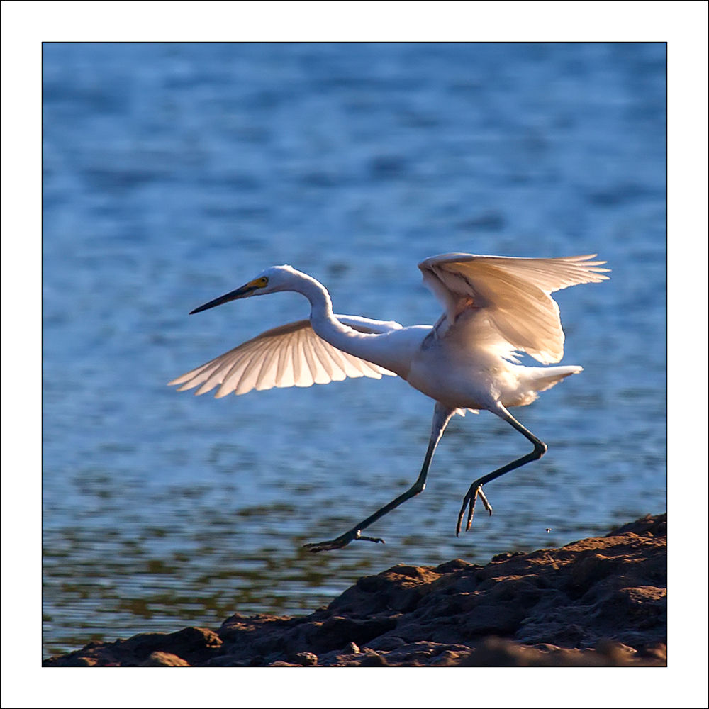 fp276. Egret Landing