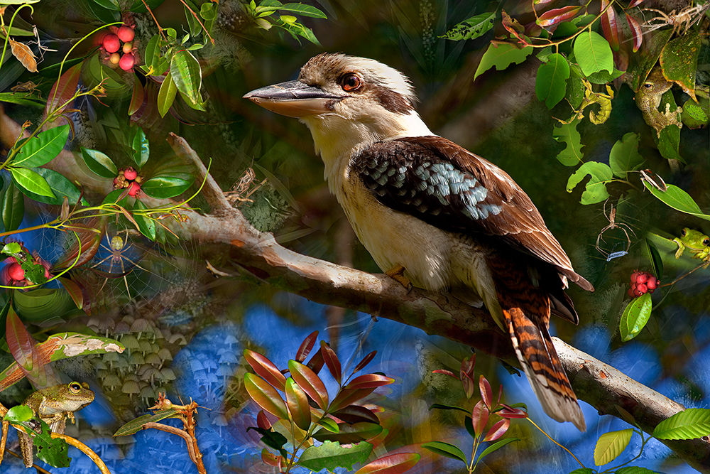 Kookaburra