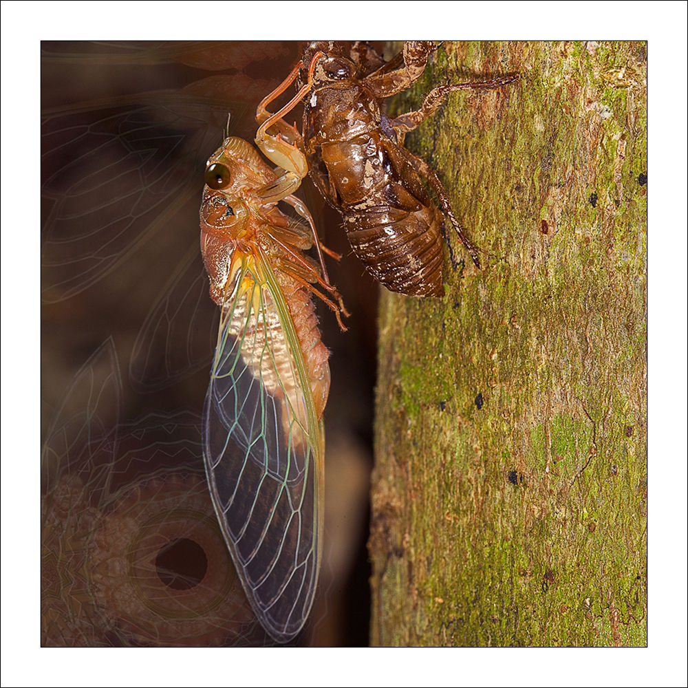 fp242. Cicada Emmerging