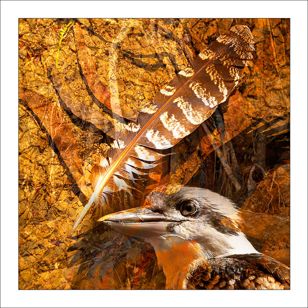 fp208. Kookaburra Feather