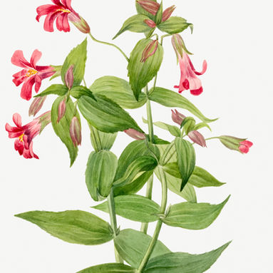 Mimulus Flower Essence