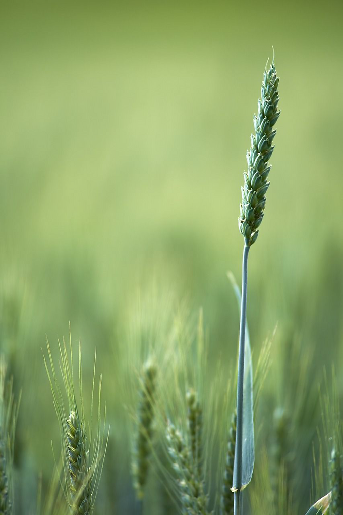 Untitled Design(4).png