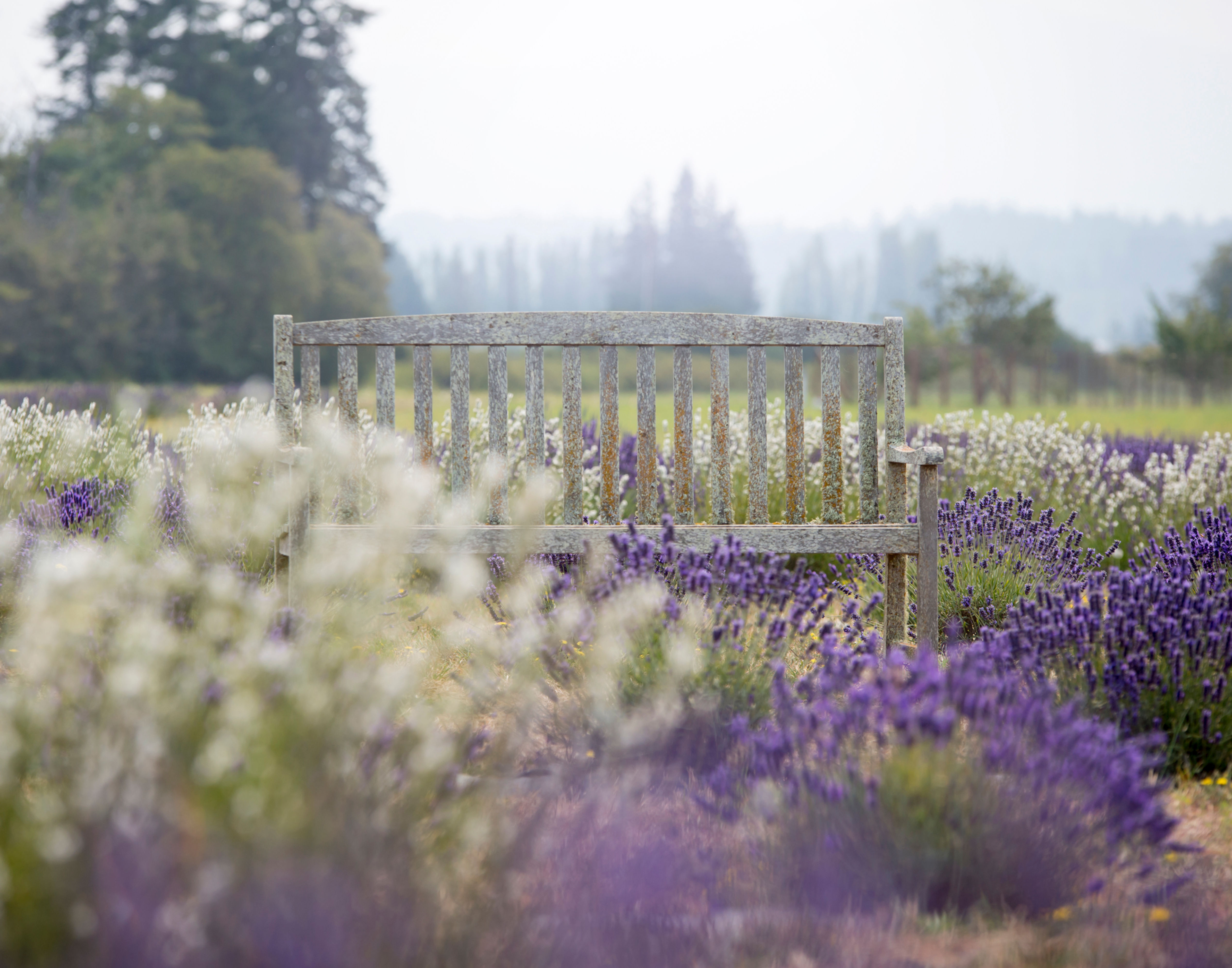 "Peace" - Mary Bailey Lavender Fields of Washington State