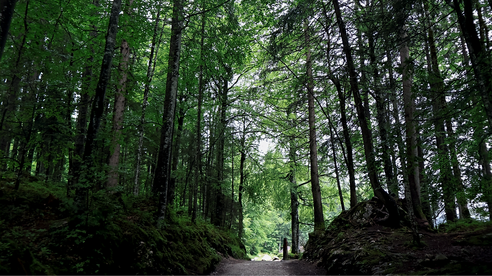 Beatiful hike through the forest canopy and tall trees