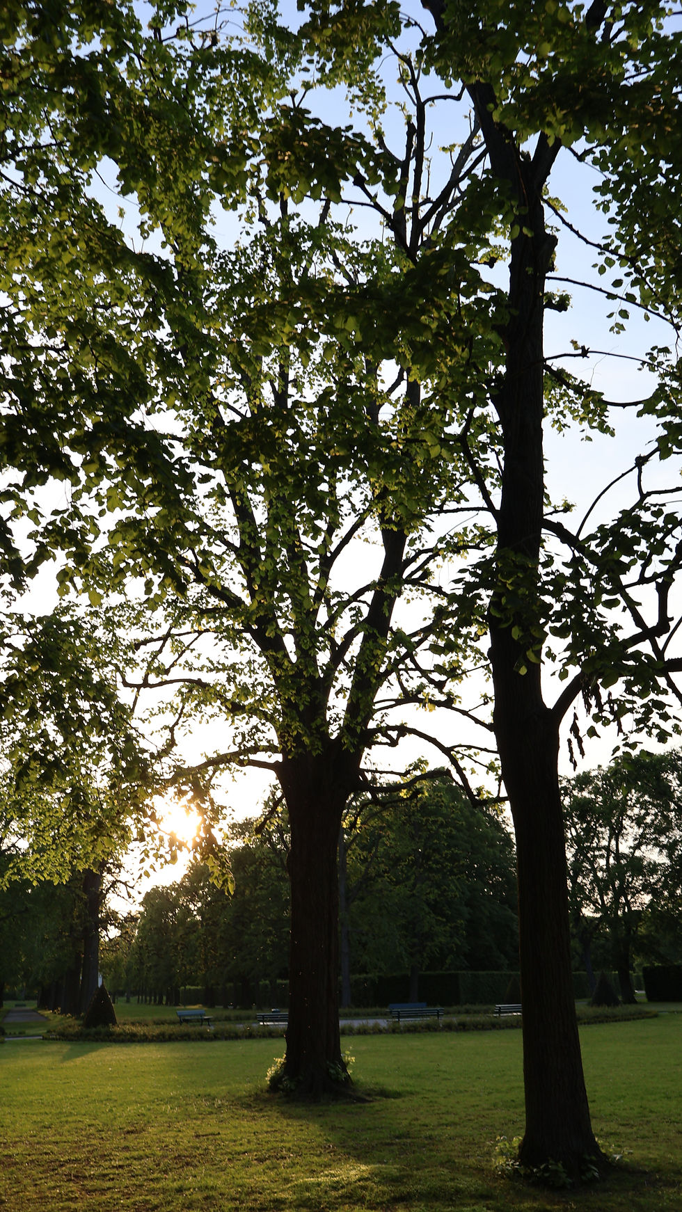 A silheoutte tree in the Herrenhäuser Gärten