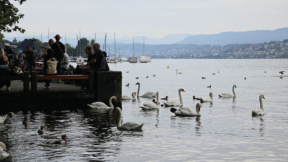 Lake with swans against a band