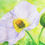 Thumbnail: White Poppy