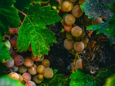 Brandy, Cognac, Armagnac: What to Drink?