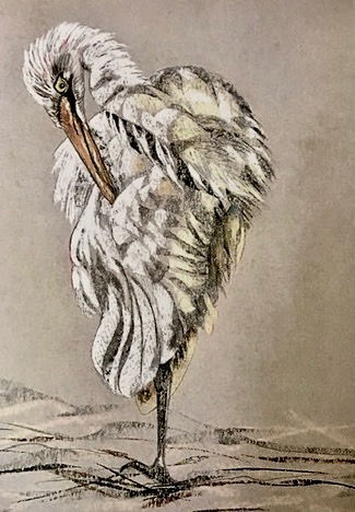White Egret