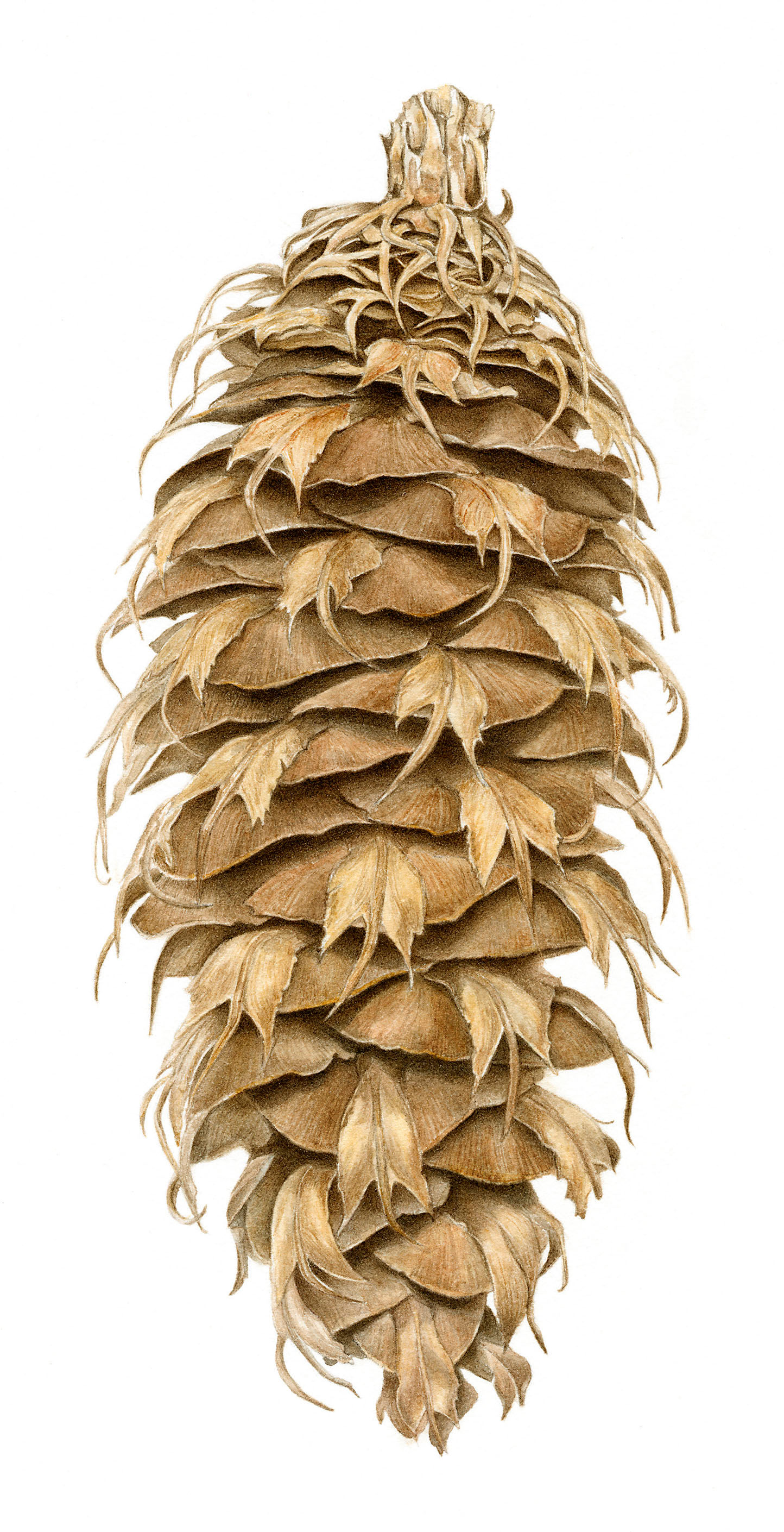 Joan Provo-Clinkston