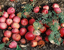 Fallen Apples