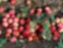 Fallen Apples