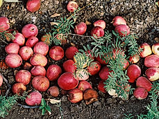 apples on ground
