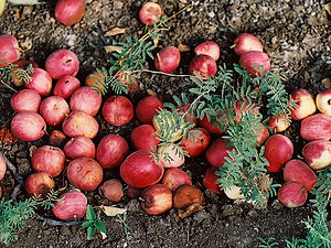 Fallen Apples