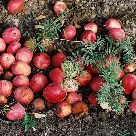 Une aventure gourmande : la magie de la plantation annuelle d'arbres fruitiers !