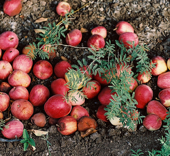 Visit fruit orchards