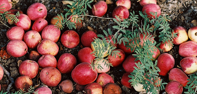 Fallen Apples