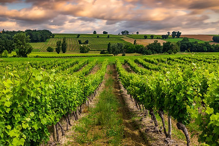 beautiful-vineyard-at-sunset-travel-around-france-2023-11-27-05-36-35-utc.jpg