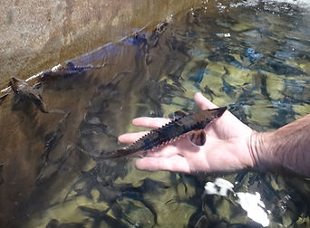 lake_sturgeon.jpg
