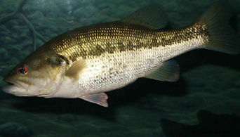 largemouth_bass.jpg