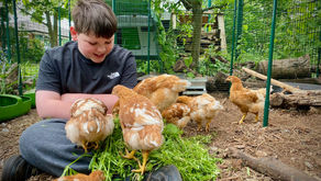 Feed our Chickens