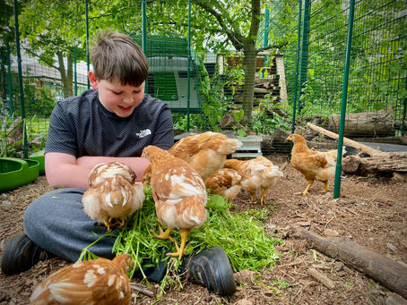 Feed our Chickens
